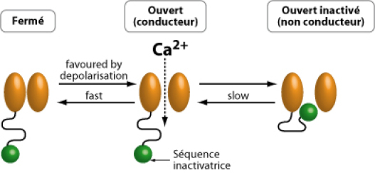 INHIBITEUR CACIQUE EBOOK INHIBITEUR CACIQUE EBOOK